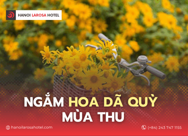 NGẮM HOA DÃ QUỲ MÙA THU