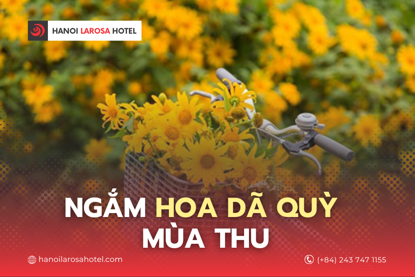 NGẮM HOA DÃ QUỲ MÙA THU