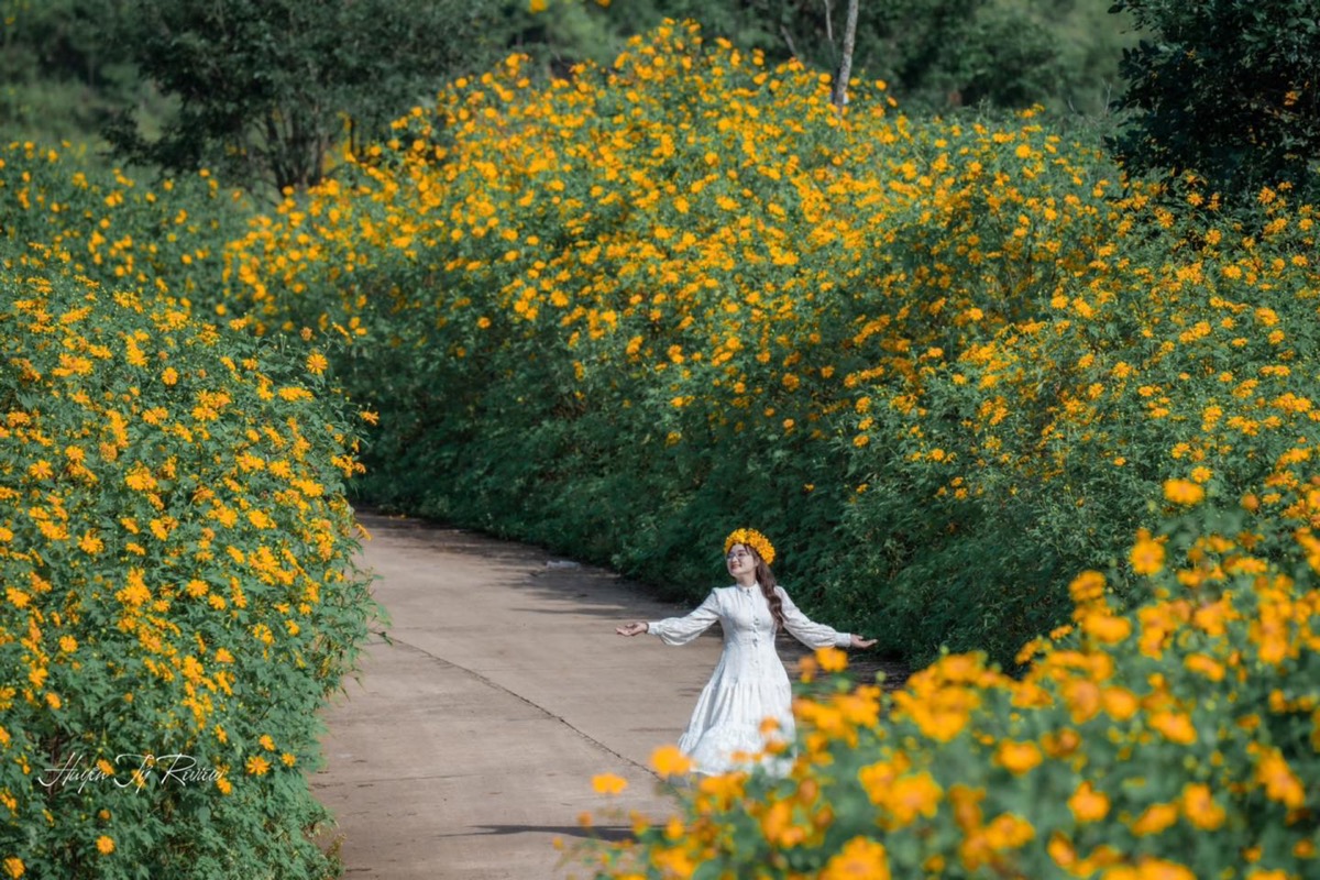 hoa dã quỳ pleiku